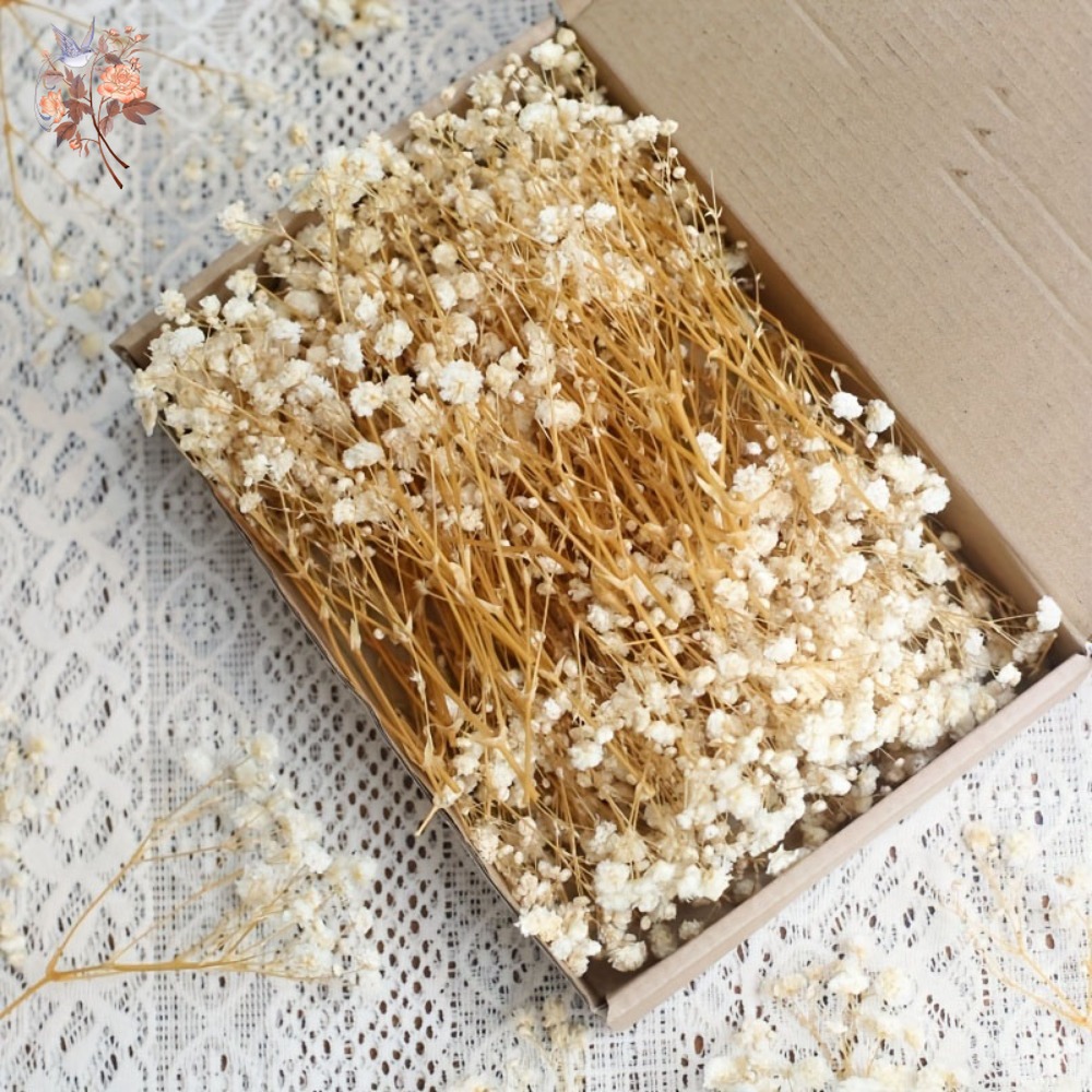 100 stuks Mini Gedroogde Baby' - Embellish Craft recensie en prijs
